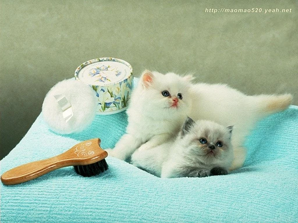 Cute Kitten Wallpapers Kittens Wallpapers (13938562) Fanpop