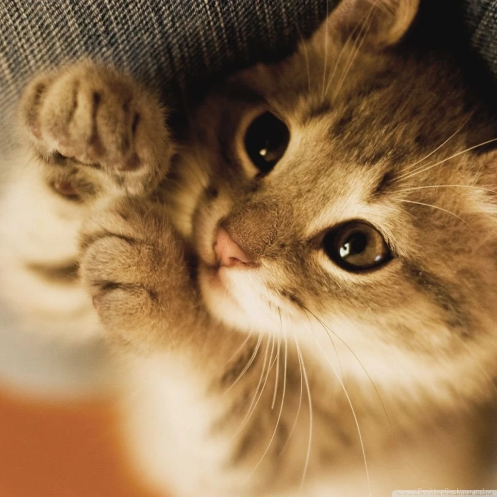 Cute Lazy Kitten HD Desktop Wallpapers : High Definition ...