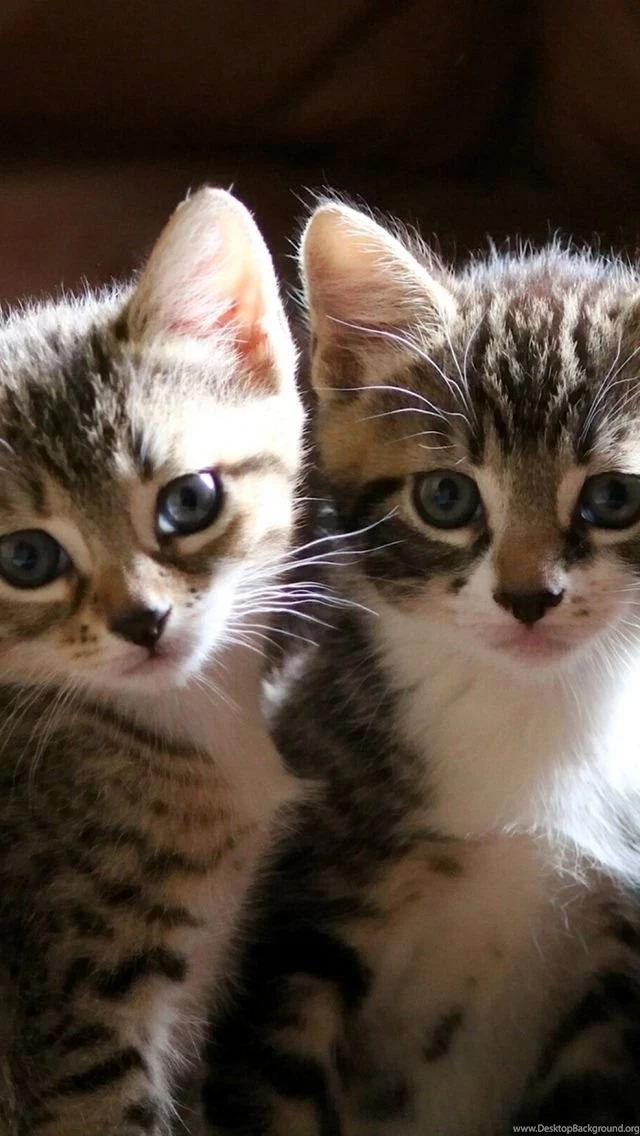 Download Wallpapers 640x1136 Kittens, Cute, Striped, Photoshoot ...