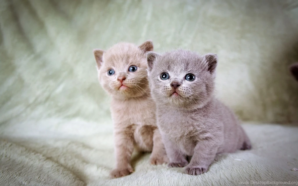 Download Wallpapers 2560x1600 Kittens, Couple, Beautiful, Sitting ...