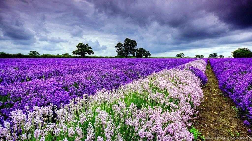 Spring Wallpapers HD Download