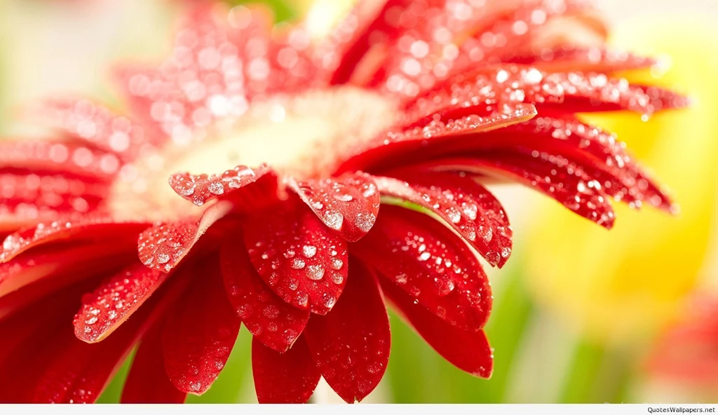 Top Wonderful Spring Wallpaper Backgrounds 2016 2017