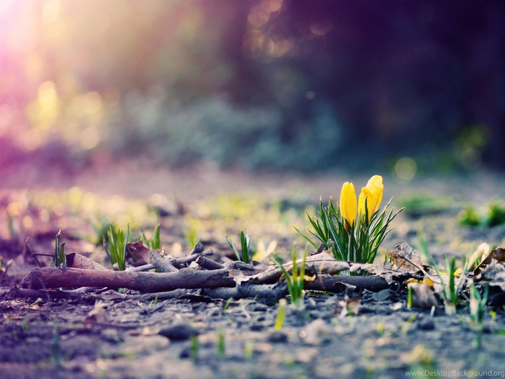 Spring Photography Wallpapers HD