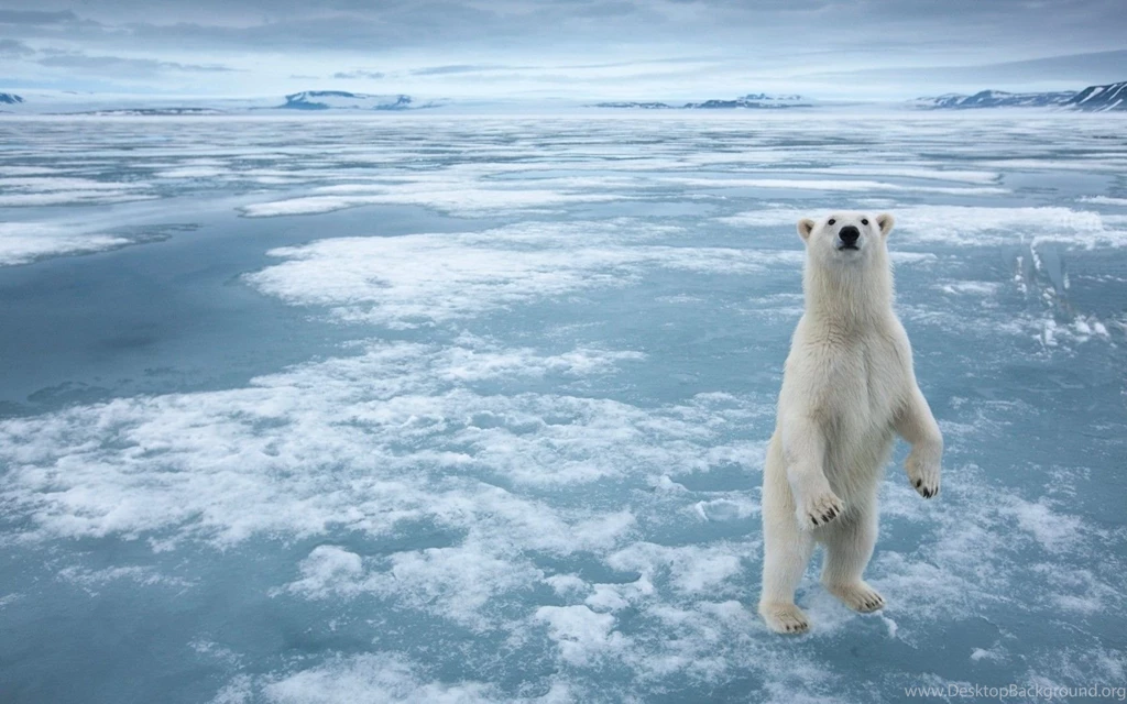 Polar Bear Desktop Wallpapers , New Wallpapers, New Wallpapers