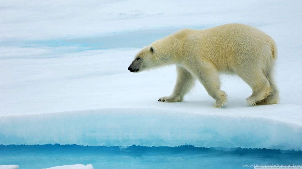 Polar Bear HD Desktop Wallpapers : Widescreen : High Definition ...