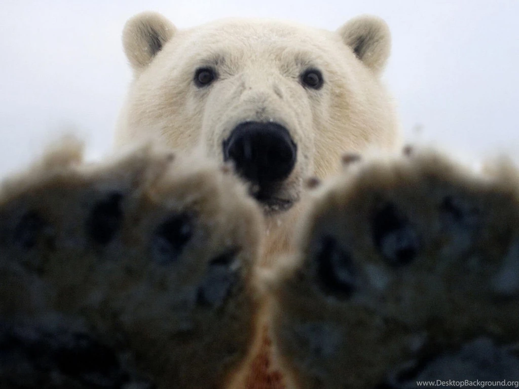 Paws Of A Polar Bear Wallpapers And Images Wallpapers, Pictures ...