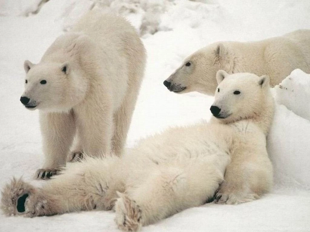 Polar Bear Wallpapers Desktop