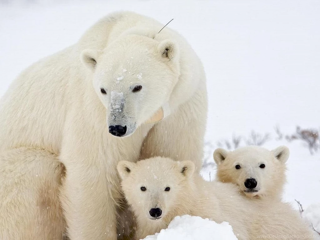 311 Polar Bear HD Wallpapers