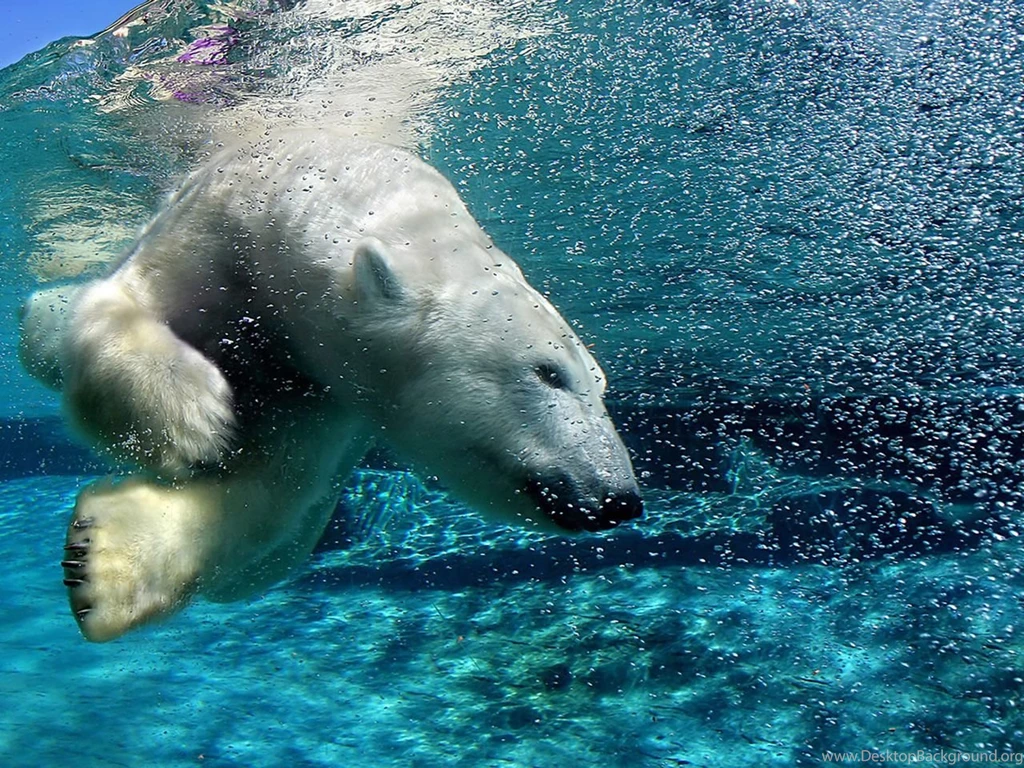 Wallpaper_animal_NC3