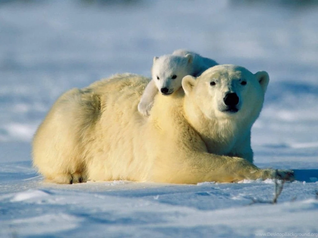 Polar Bear Wallpapers