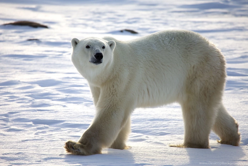 Polar Bear Free Large Images