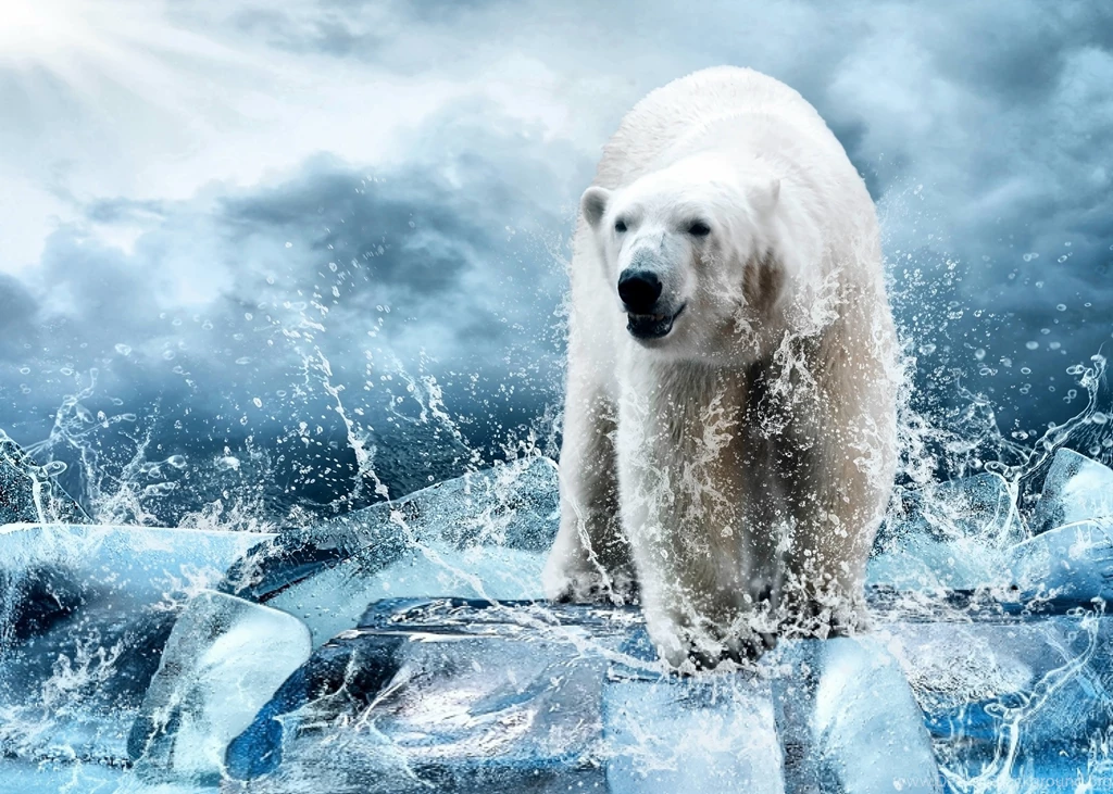 Polar Bear Bear Ice Floes Ice Spray Winter Drops Spray Wallpapers ...