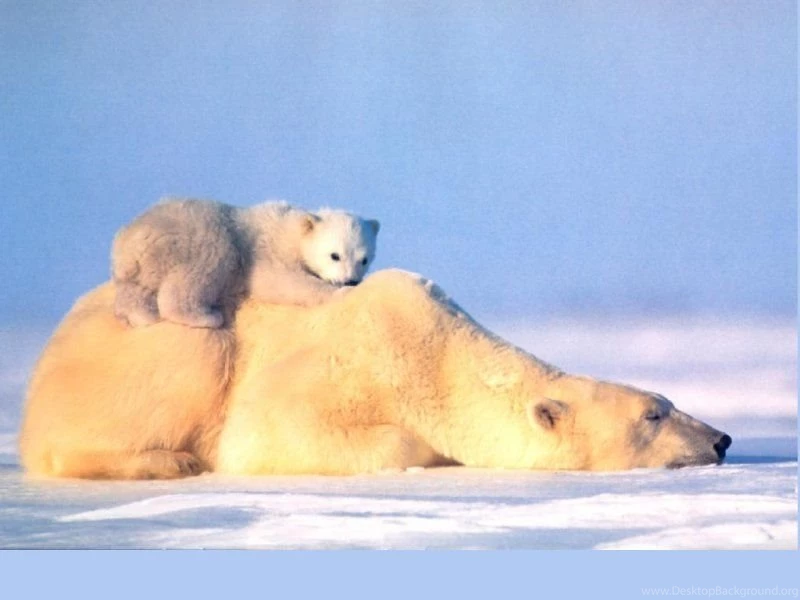 Free Wallpaper: Polar Bear Wallpapers