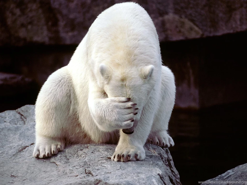 Polar Bear Wallpapers