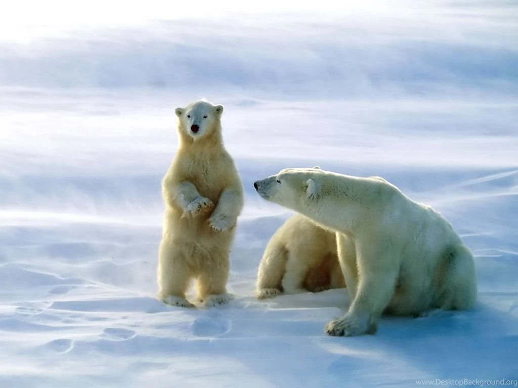 Polar Bear Pictures Beautiful Polar Bears Photos