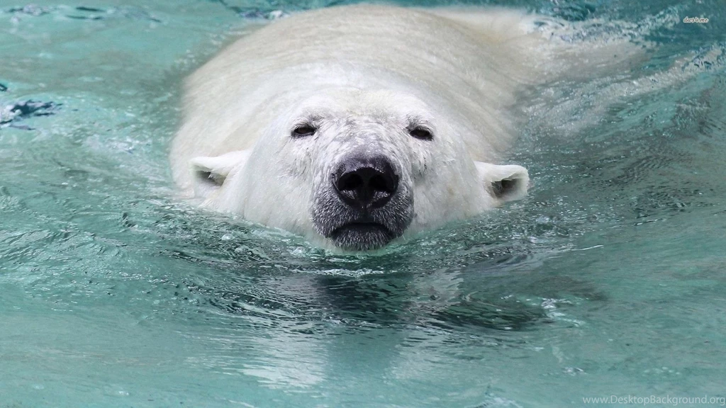 Polar Bear Wallpapers Animal Wallpapers
