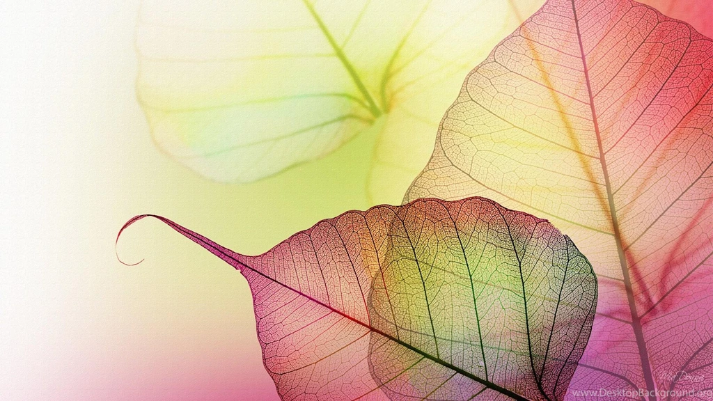 Transparent Wallpapers >> Backgrounds With Quality HD