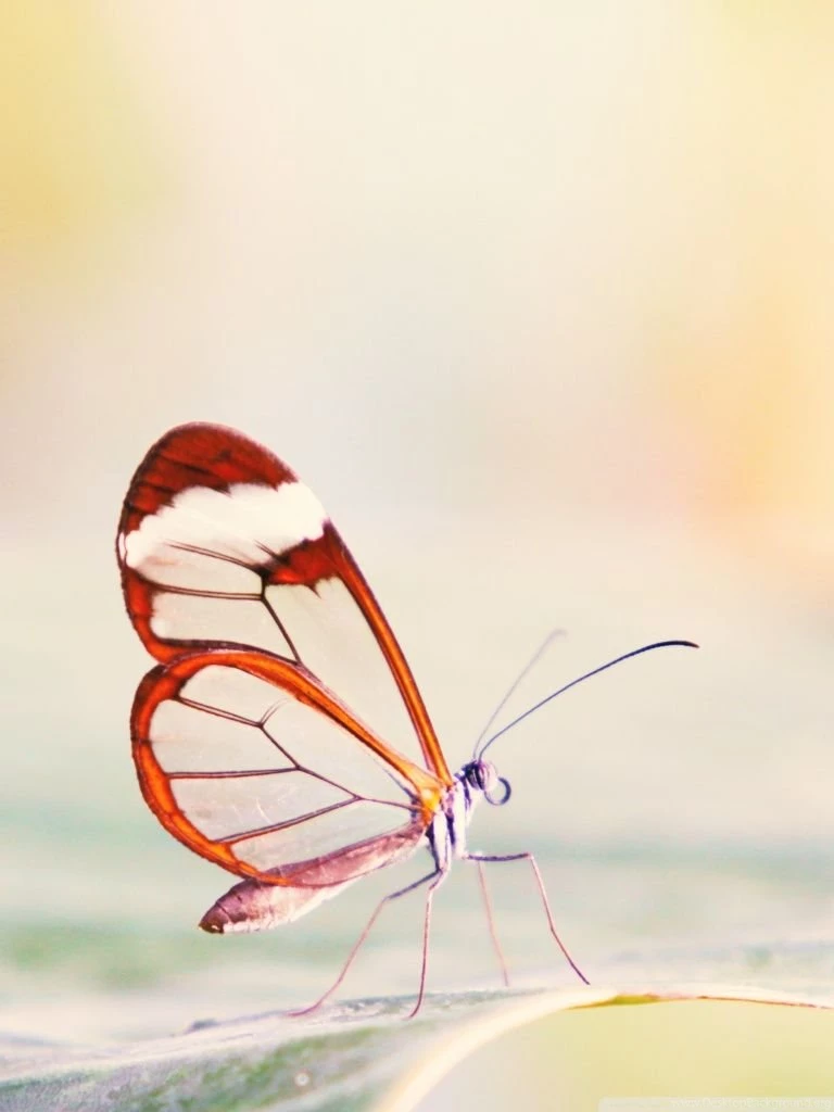 Transparent Wings Butterfly HD Desktop Wallpapers : High Definition ...