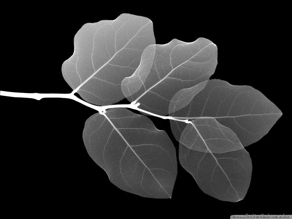 Transparent Leaves 2 HD Desktop Wallpapers : Widescreen : High ...
