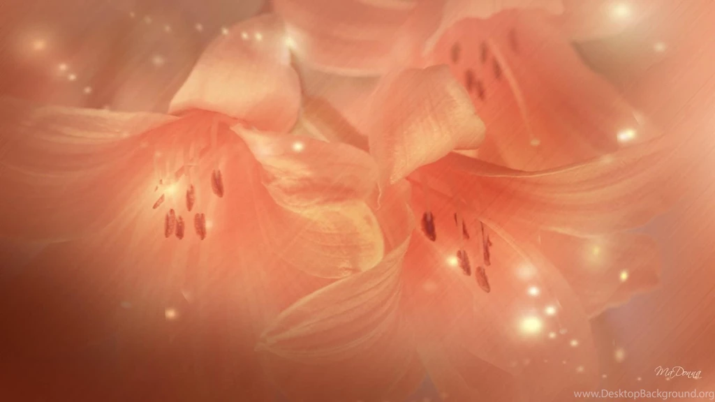 Transparent Wallpapers >> Backgrounds With Quality HD
