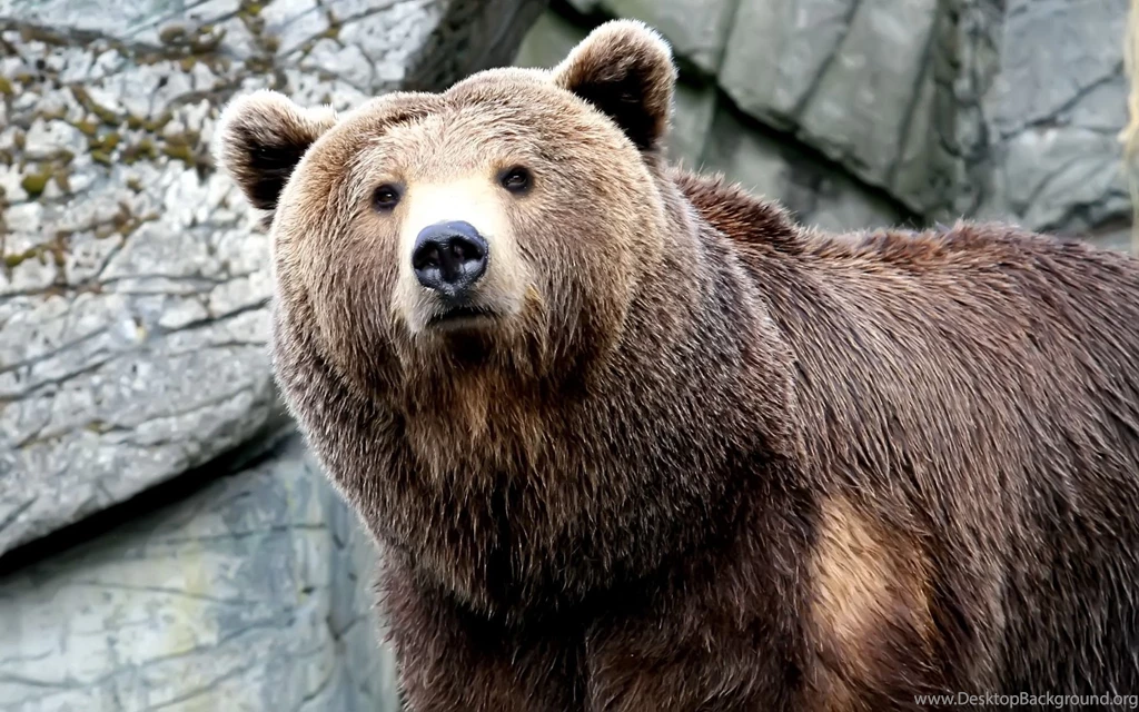 Bear HD Wallpapers And Backgrounds