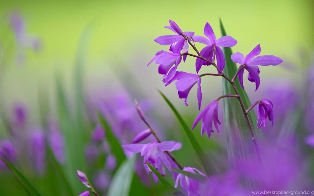 Bletilla Flowers Hd Wallpapers