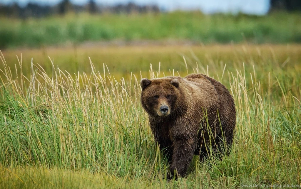 Bear Animal On The Grass Wallpapers Widescreen