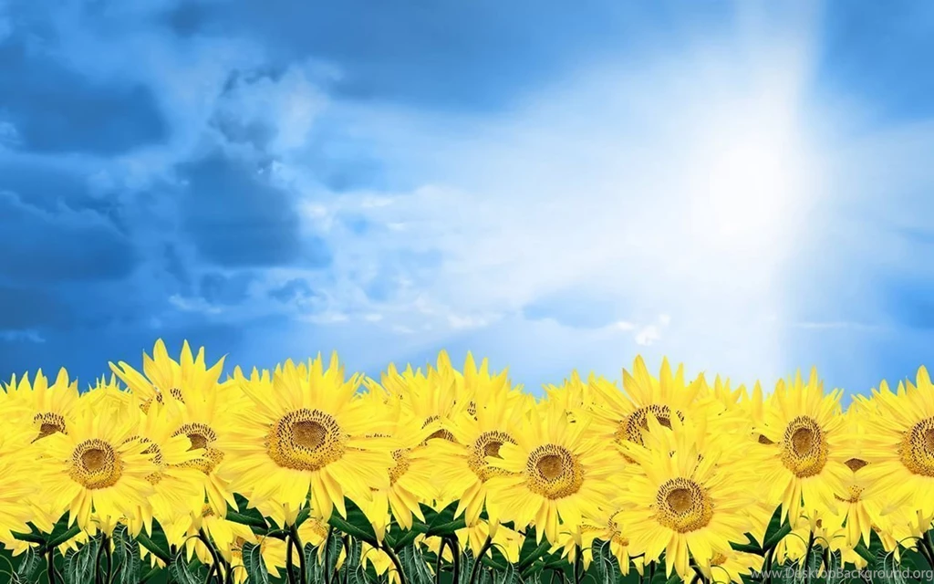 Wallpapers Hd Flowers