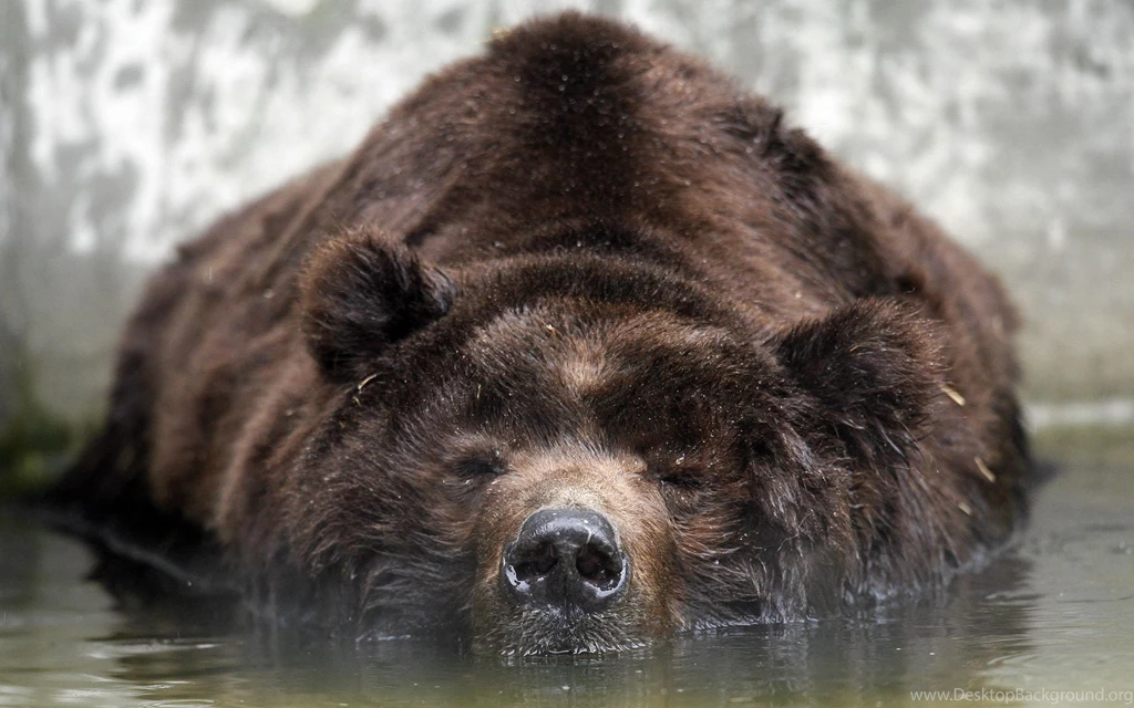 Bear Vs Wolf HD Wallpapers