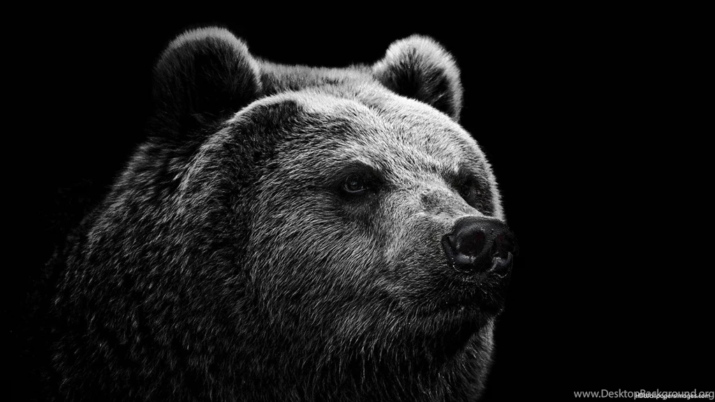 Black Bear Desktop Backgrounds HD 1920x1080