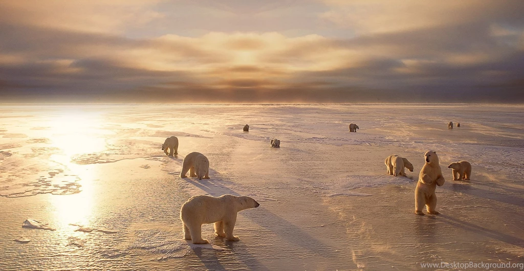 6 Sun Bear HD Wallpapers