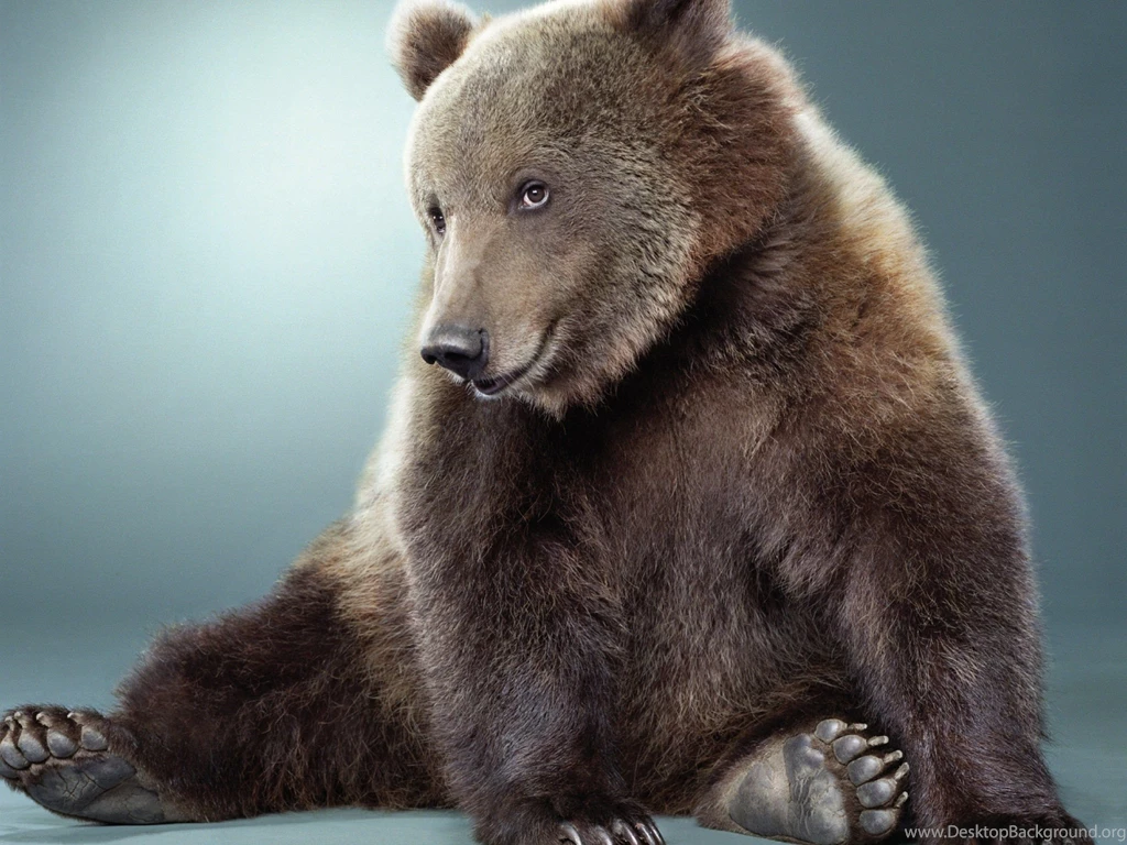Bear Computer Wallpapers, Desktop Backgrounds