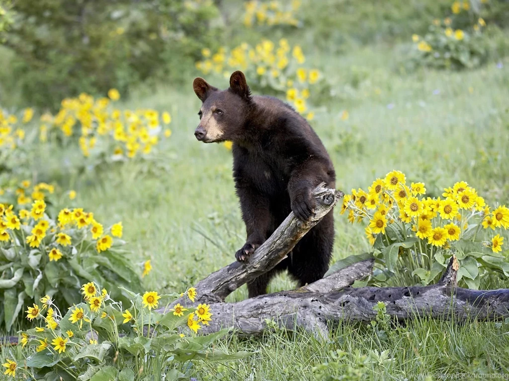 Wallpaper: Bear Wallpapers Desktop