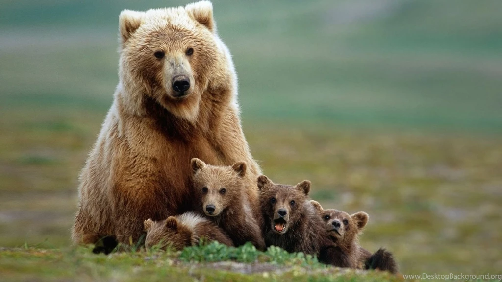 Full Hd Bear Family Photo, Wallpaper, 1080p