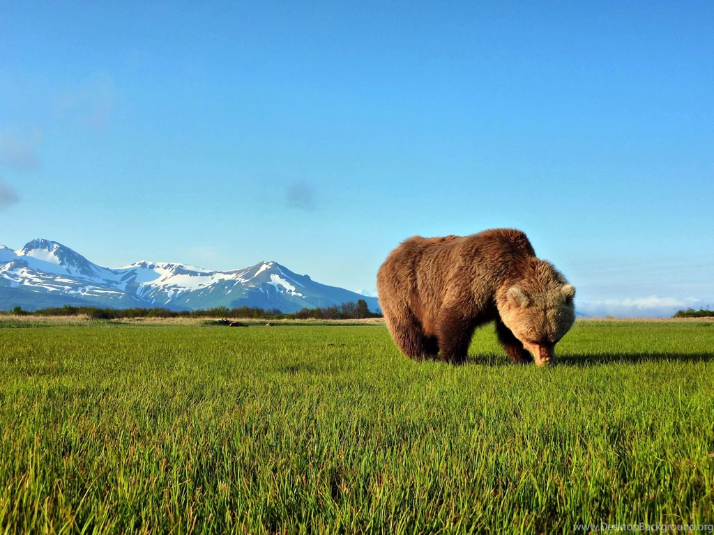 Bear Computer Wallpapers, Desktop Backgrounds