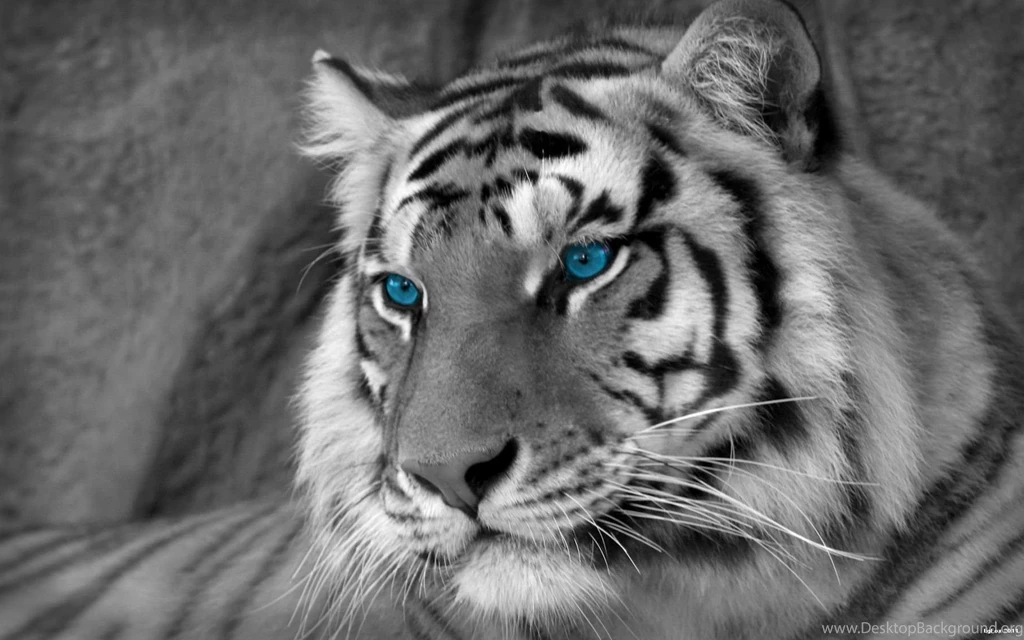 White Tiger Desktop Backgrounds