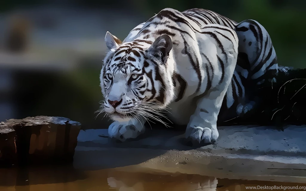 Images of a white tiger wallpaper.jpg
