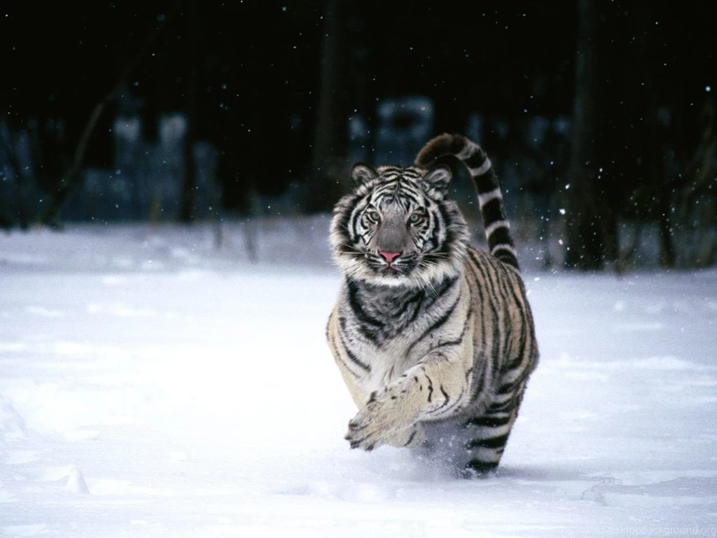 White Tiger Wallpapers