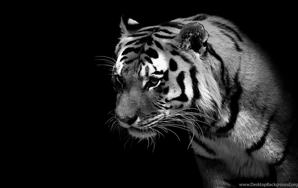 White Tiger Black Backgrounds Wallpapers