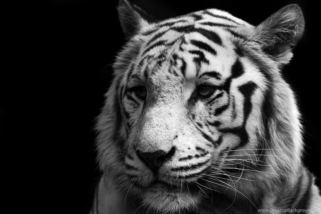 30 White Tiger Wallpapers Hd Pictures