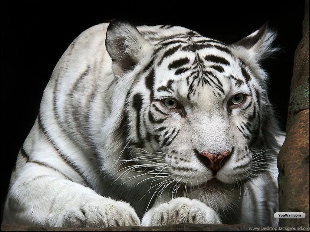 Unique Animals Blogs: White Tiger Wallpapers For Desktop Free