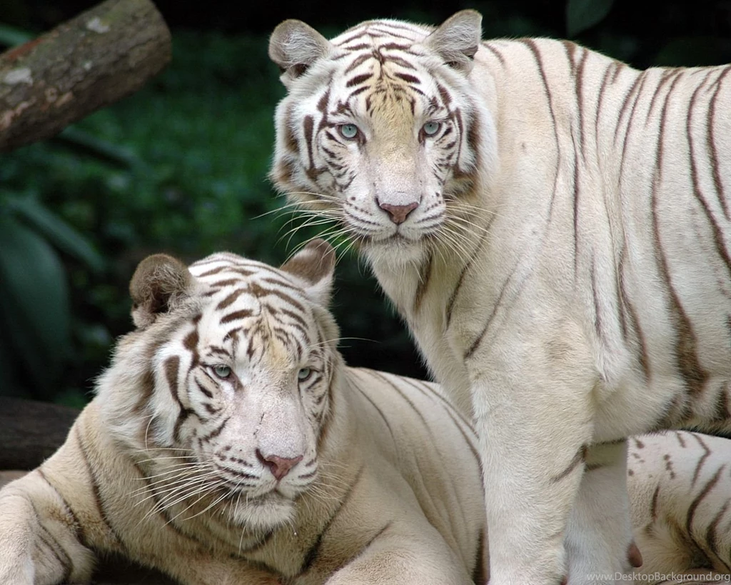 White Tiger Wallpapers   135378