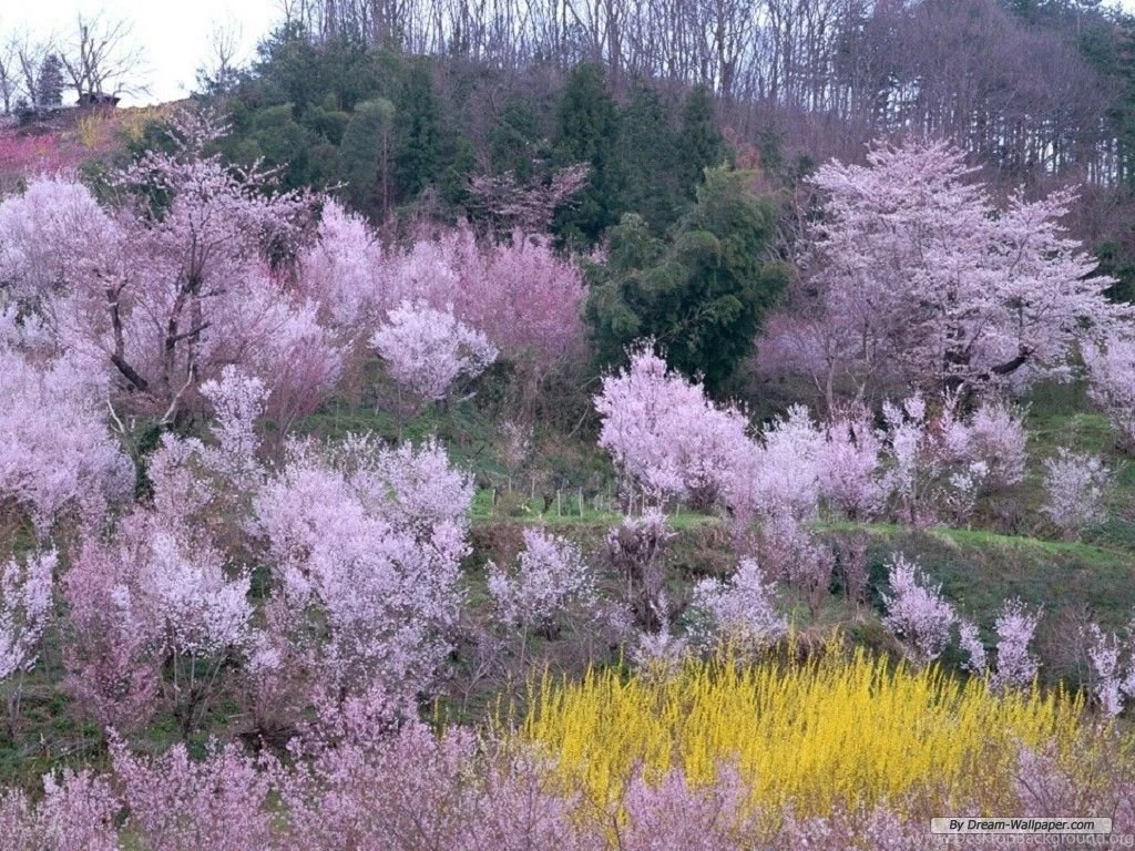 Free Wallpapers Free Nature Wallpapers Season Spring Wallpapers ...