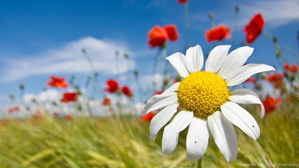 Free Spring Flowers Screensavers And Wallpapers Photos Of Enjoy The ...