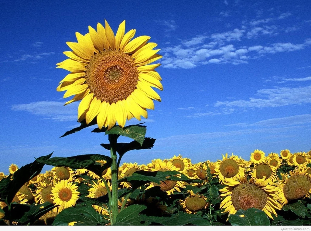 Free spring wallpapers hd2.jpg