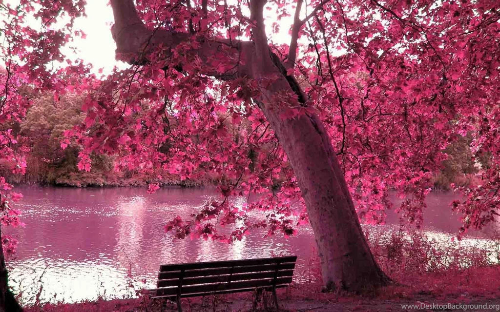 Spring Season Latest HD Wallpapers Free Download