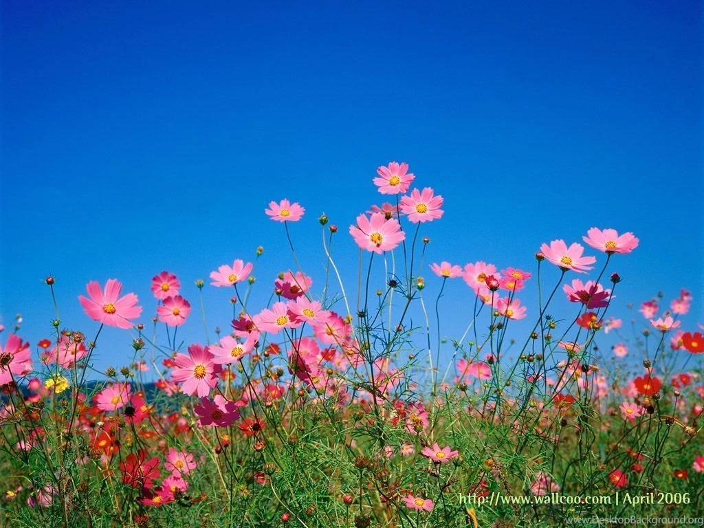Spring Flowers Wallpapers HD Wallpapers Pretty