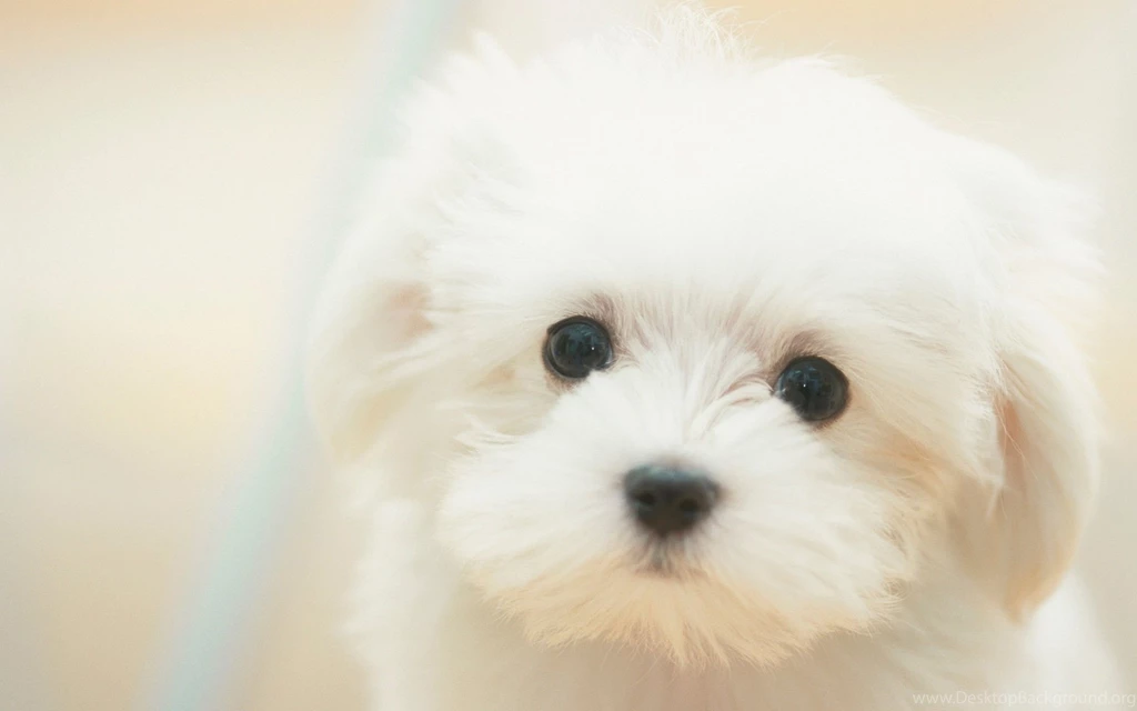 White Puppy Wallpapers Download Wallpapers Nature Free