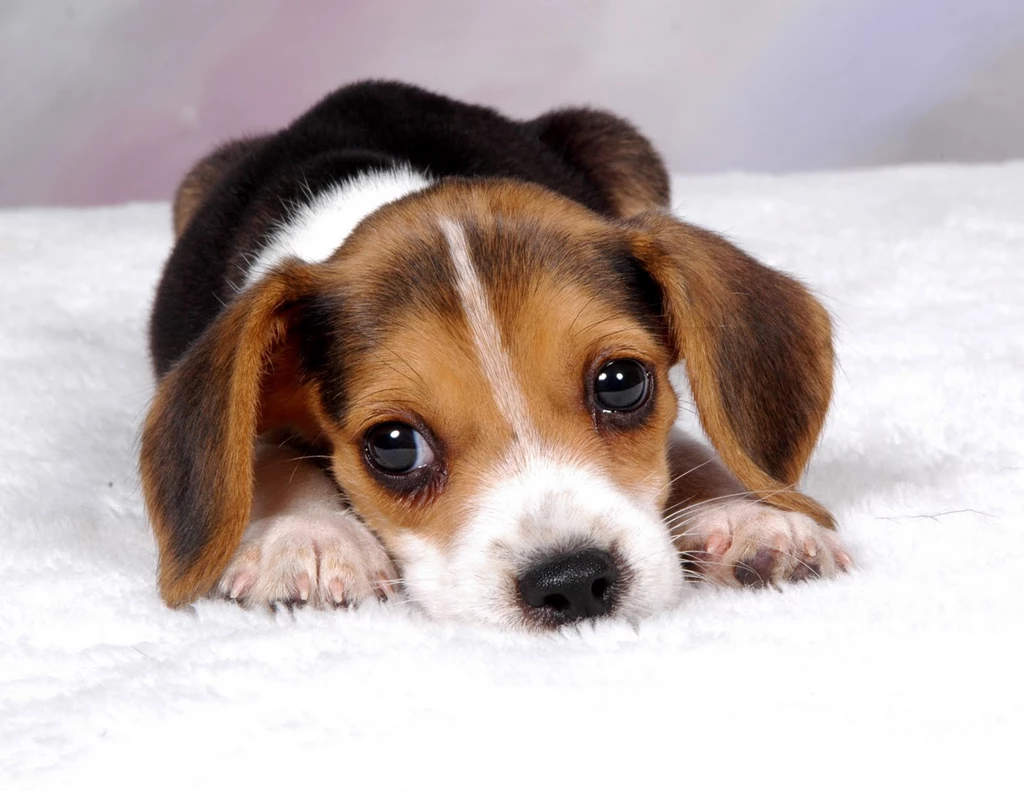Puppy Backgrounds Wallpapers Beagle Puppy Backgrounds Hd Wallpapers ...
