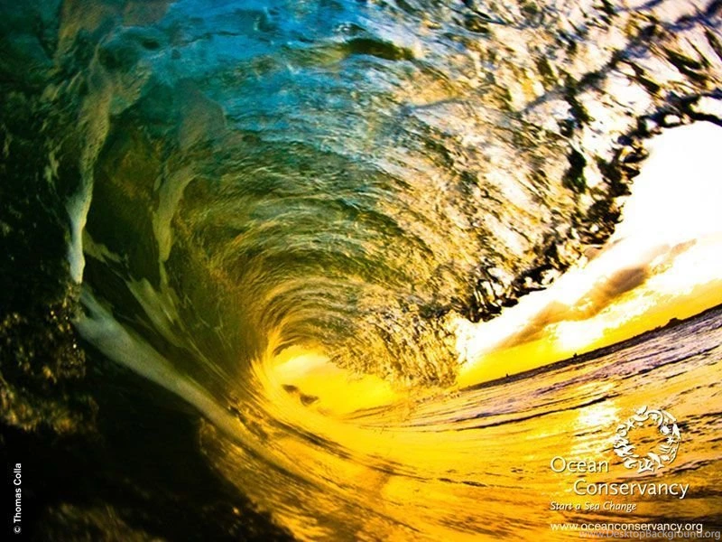 Ocean Conservancy: Desktop Wallpapers